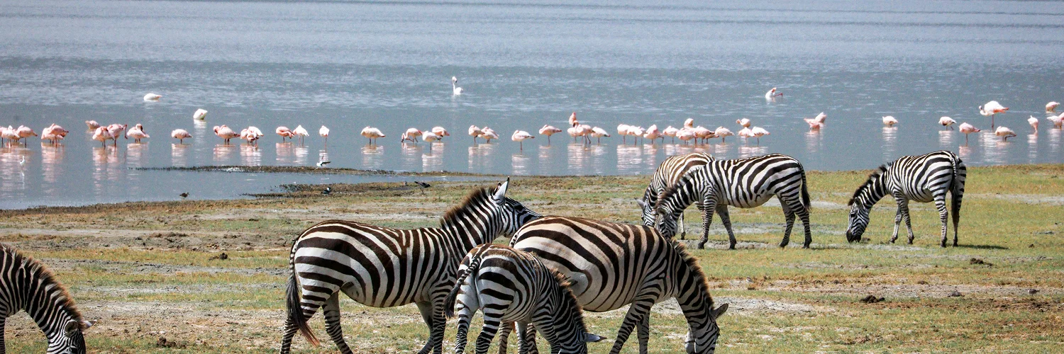 pexels-kilinge-adventures-1983321-12573131.jpg 1.webp